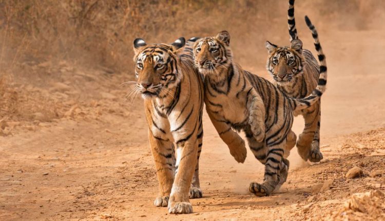Tiger Count Reaches 2,967 In India, Occupancy Increases In MP, AP