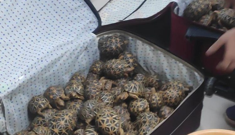 500 Indian Star Tortoises Seized From AC Compartment Of Train