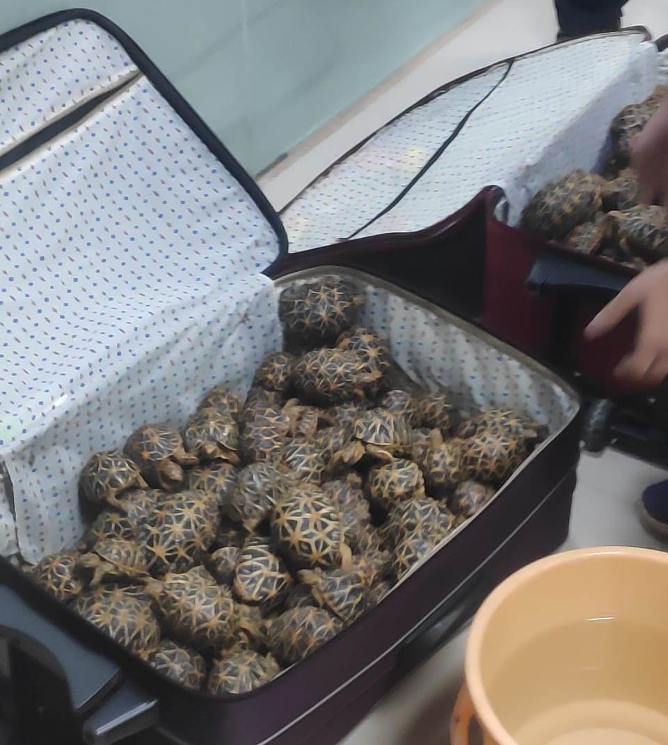 500 Indian Star Tortoises Seized From AC Compartment Of Train