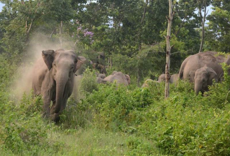 Elephant herd causes widespread damage to paddy fields in Odisha