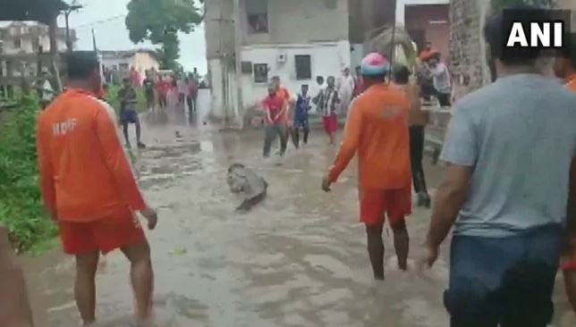 Crocodile Run Over By Vehicle In Gujarat’s Bhuj