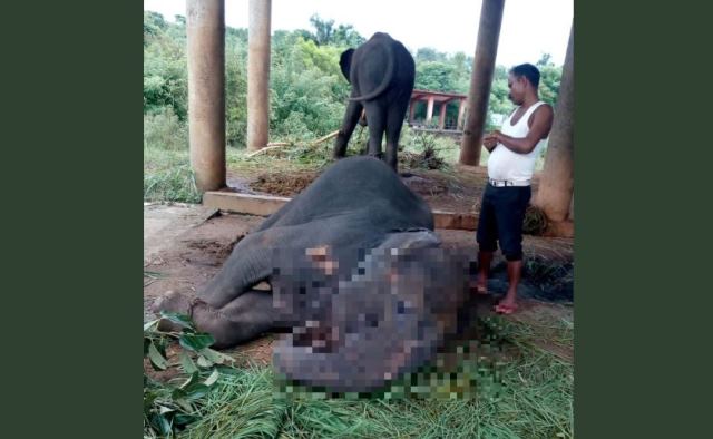 Female elephant dies at Nandankanan zoo