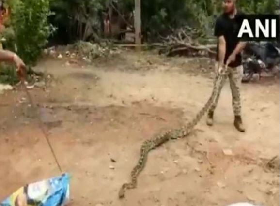 11 feet long python rescued in Bhubaneswar