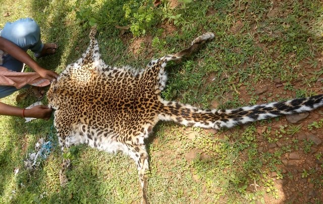 Leopard skin seized in Rairangpur