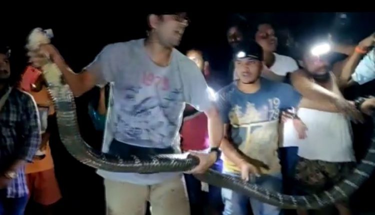 17 Feet King Cobra Rescued from Odisha Village