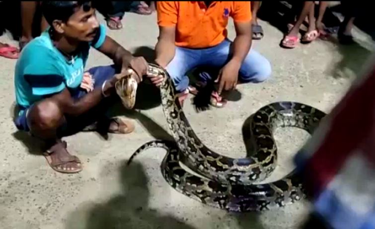 12 Feet Long Python Rescued In Balaosre