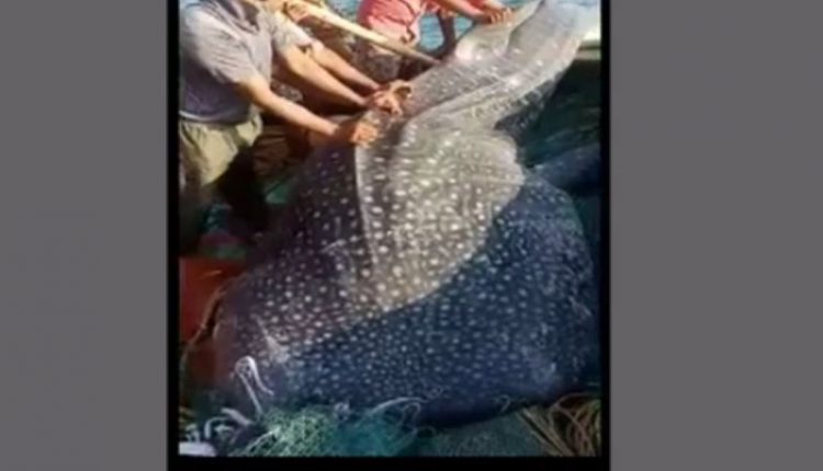 Rare Whale Shark Sold At Rs 7.49 Lakh In Odisha