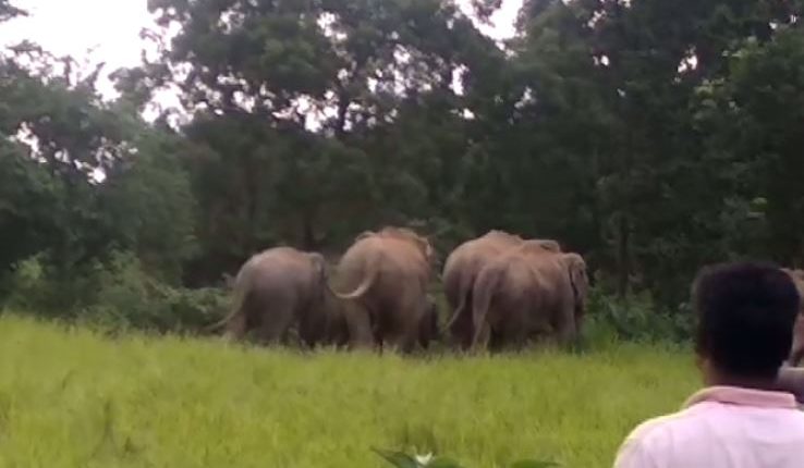 elephants enter keonjhar village