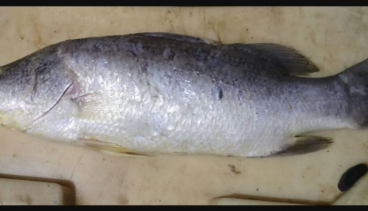 Bhetki fish