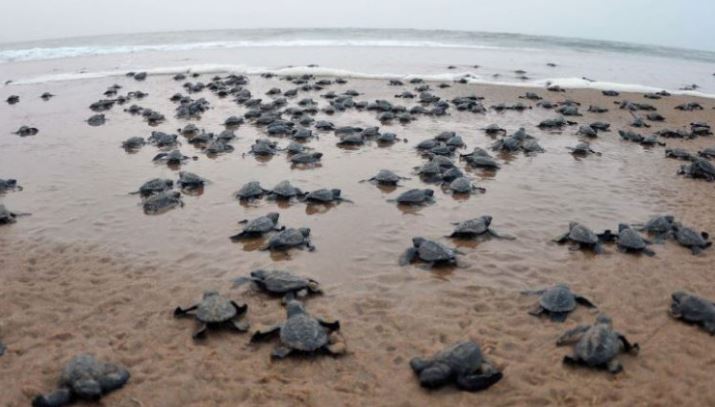 olive ridley turtles