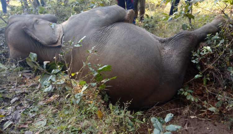 Body Of Female Elephant Found In Sambalpur Forest