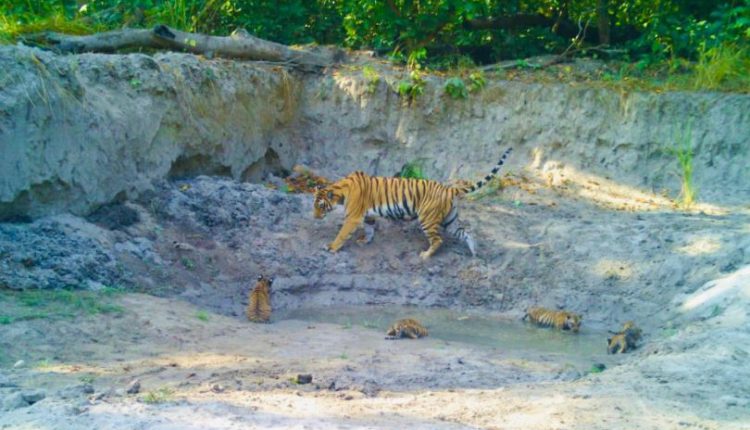 Tigress with 5 cubs spotted in Dudhwa Reserve