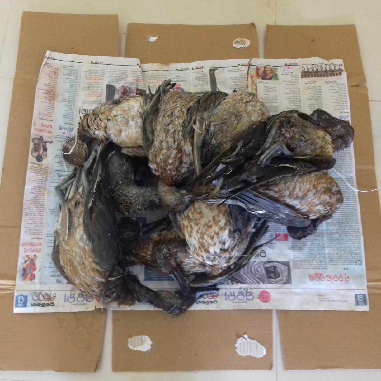 Poacher Arrested With 11 Bird Carcasses In Chilika