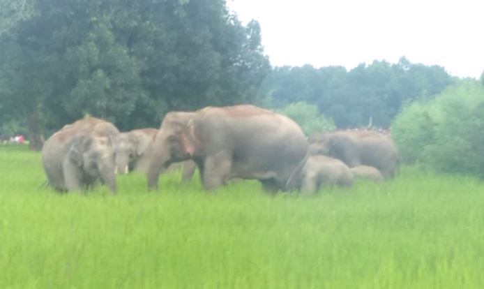 elephant attack odisha