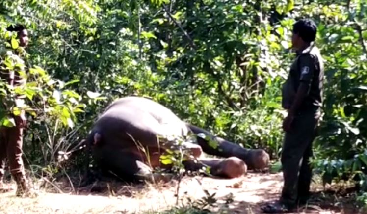 odisha elephant death