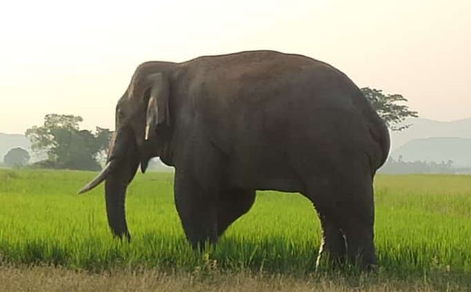 elephant attack odisha