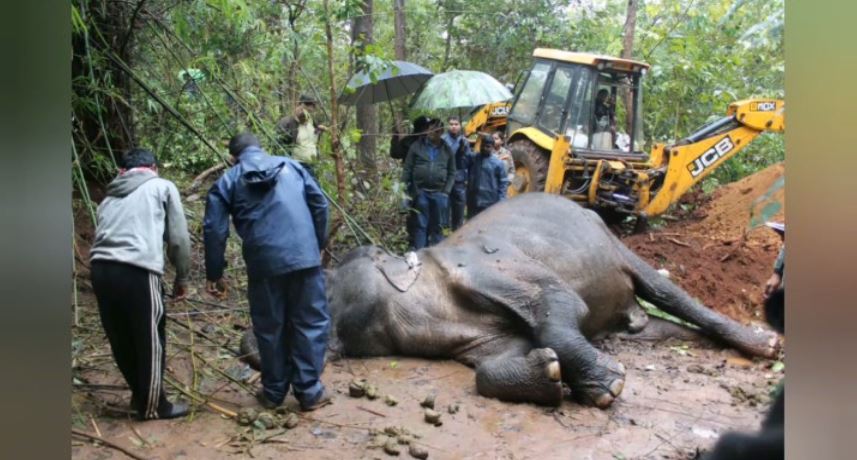 wild elephant found dead
