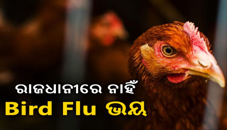 OUAT bird flu