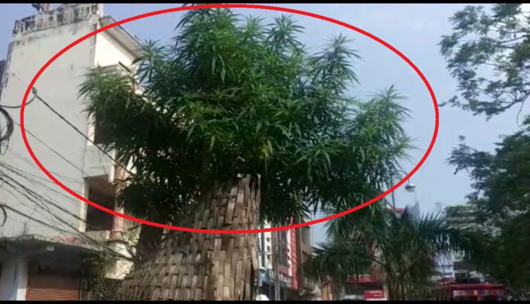 Ganja tree in Berhampur city