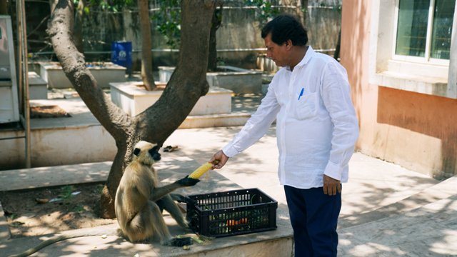 Achyuta Samanta distributes food to animals
