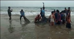 huge shark found in Berhampur