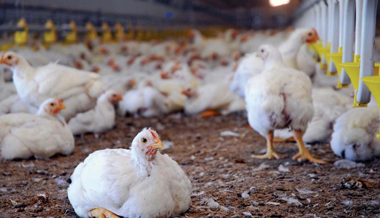 poultry business gets affected