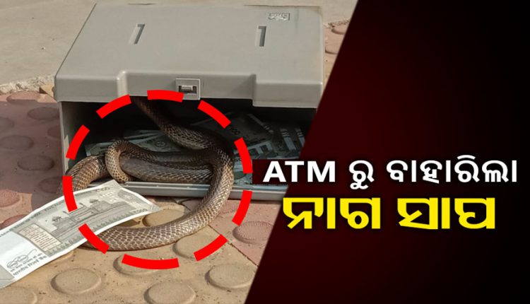 snake rescued from atm box