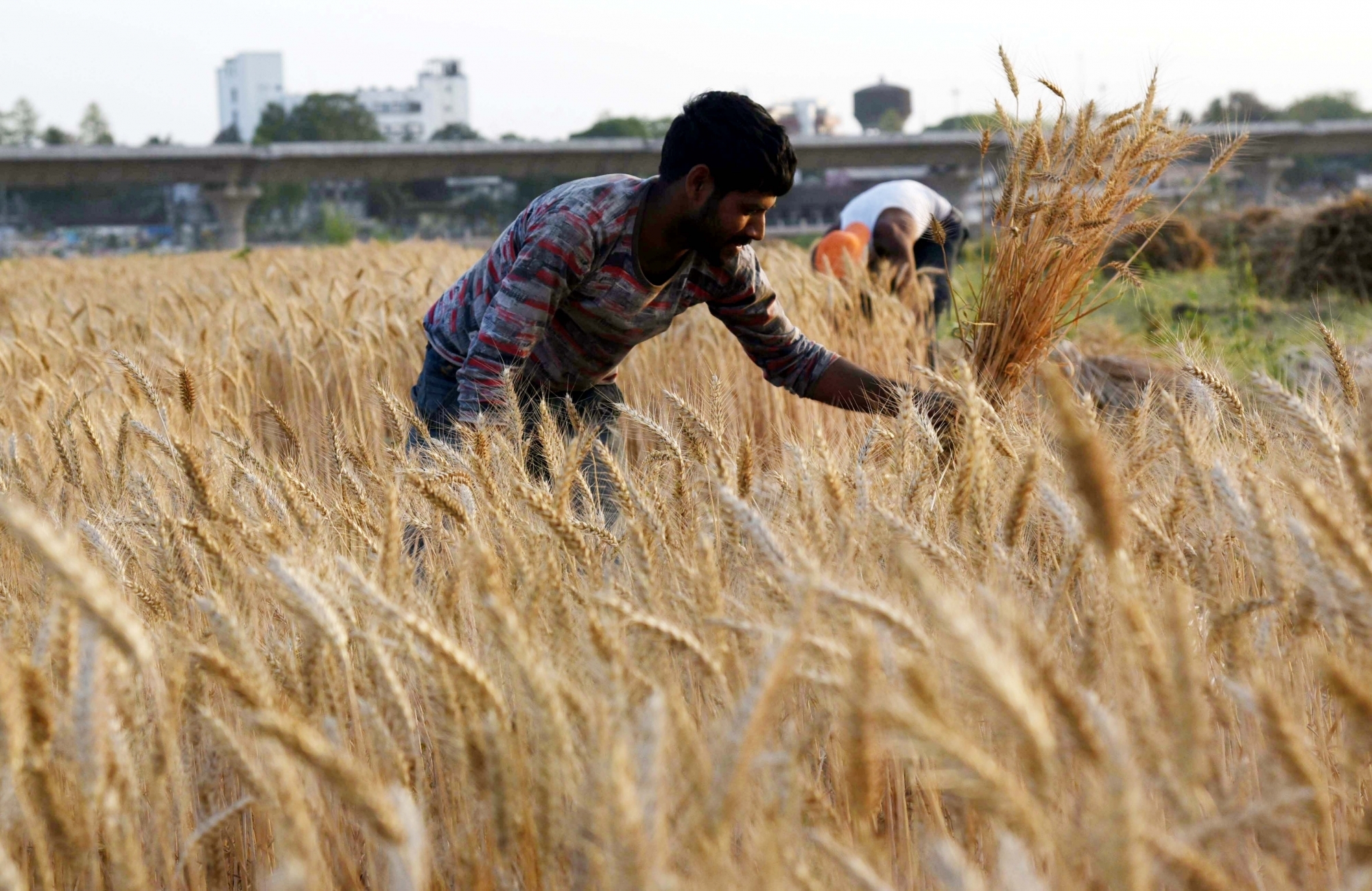 free crop insurance to farmers in Odisha