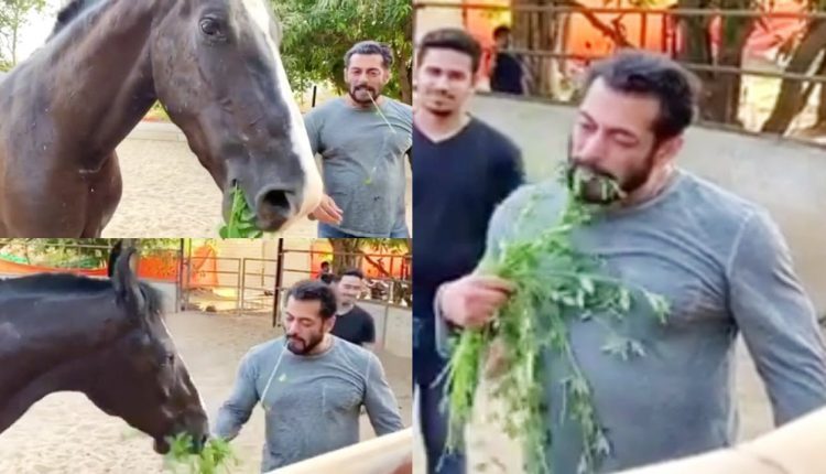 Salman Khan eats grass