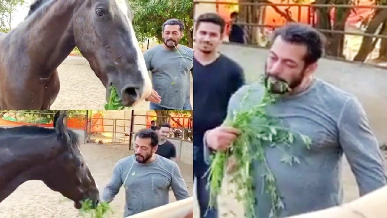 Salman Khan eats grass