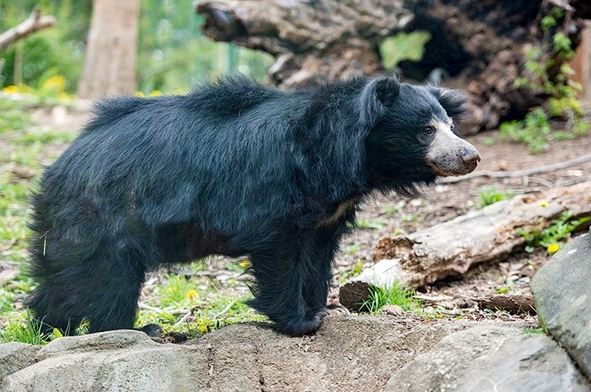 bear attack odisha