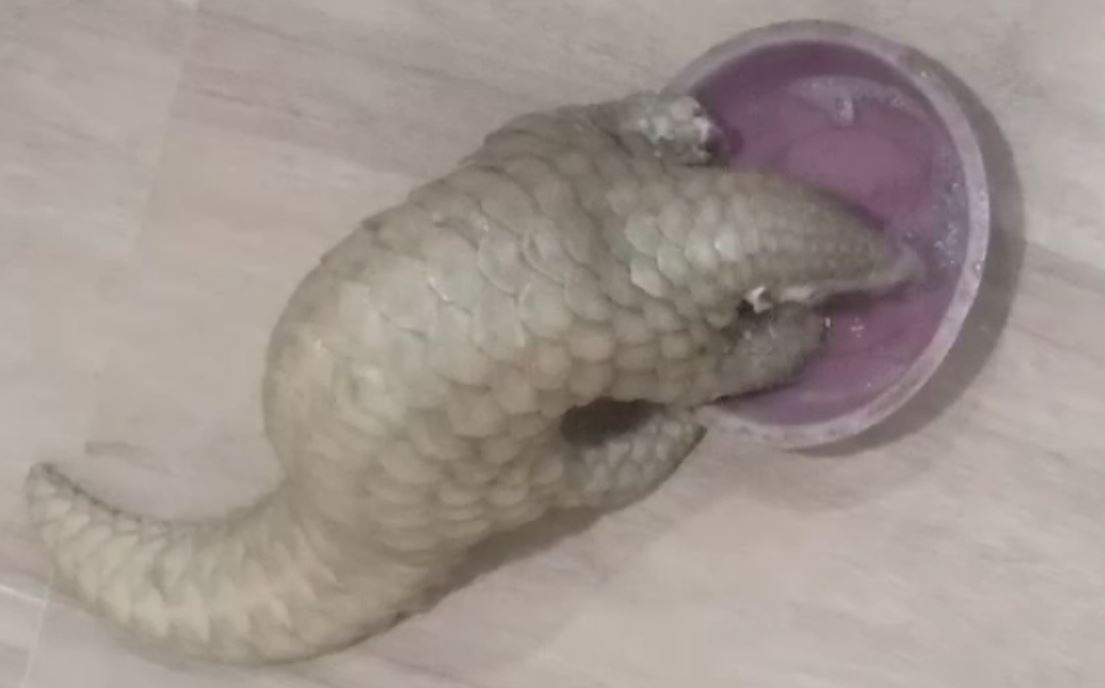 Pangolin rescued from quarantine centre in Odisha’s Athagarh