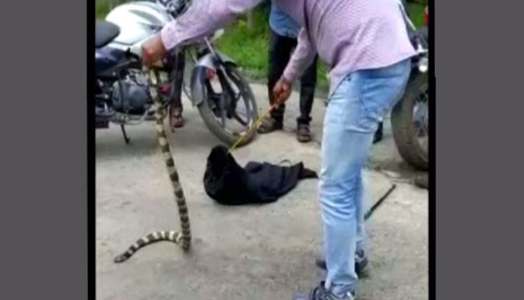 6-feet-long snake rescued in Odisha’s Balasore