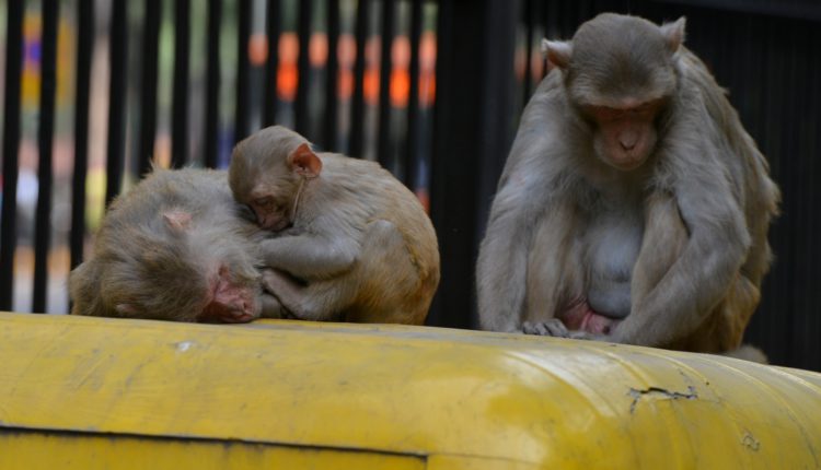 monkeys poisoned in Karnataka