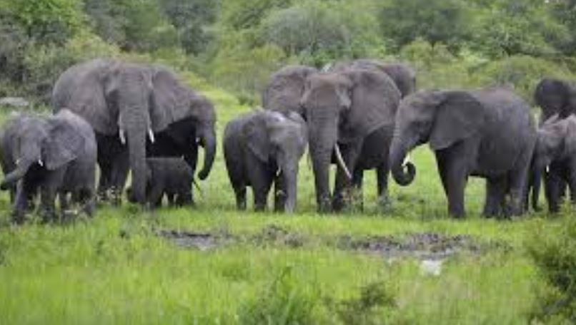 protection of elephants in keonjhar
