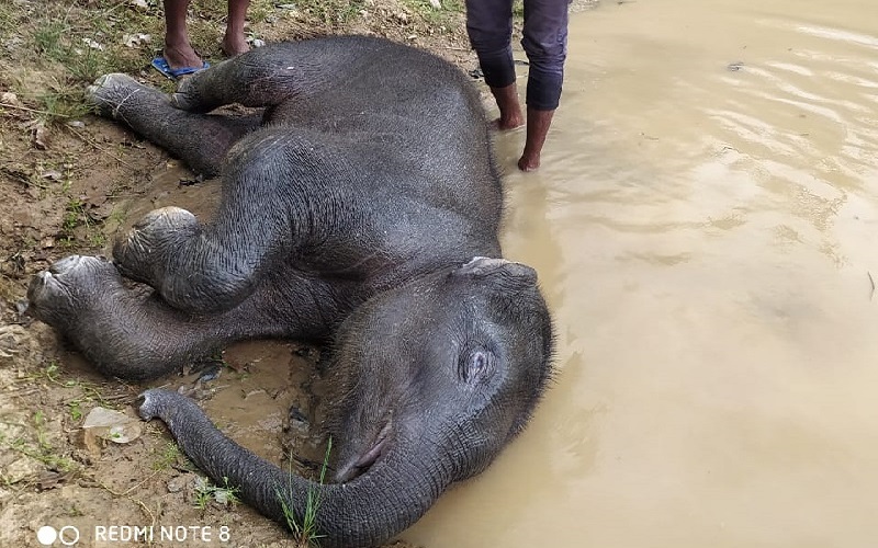 Elephant calf dies after getting stuck in mud while drinking water in Odisha