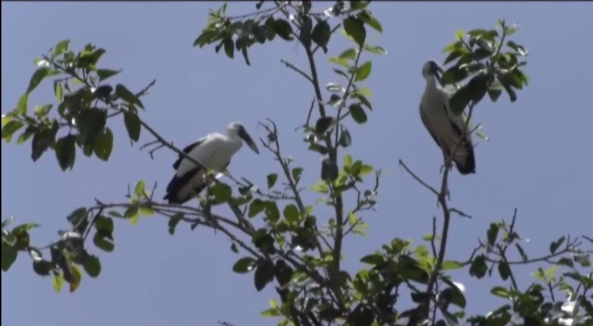 Siberian birds in Jajpur