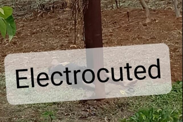 woman electrocuted odisha
