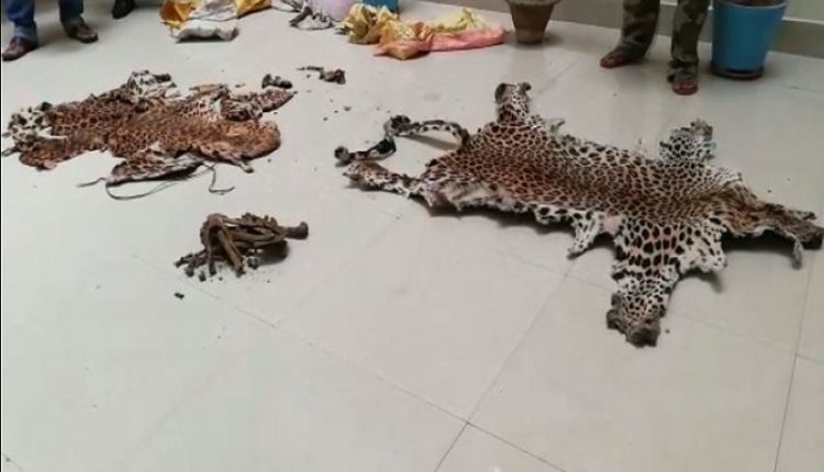 Quarantined man picked up in connection with seizure of leopard hides in Odisha