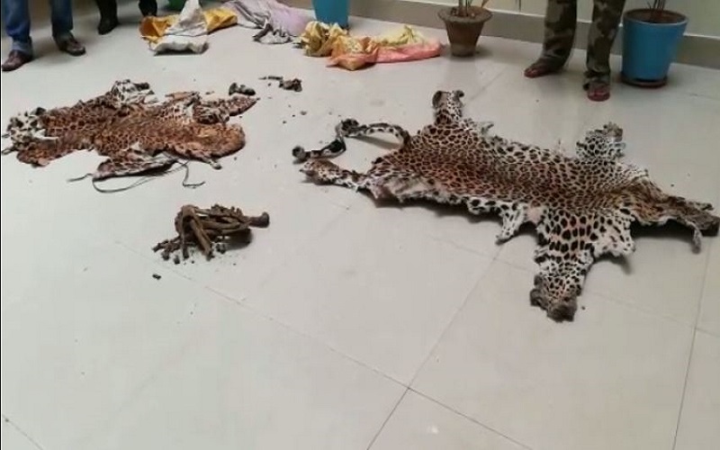 2 leopard skins seized in Odisha’s Nayagarh; One arrested