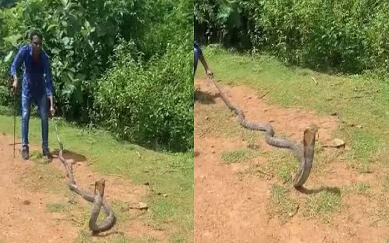 14-feet-long King Cobra rescued in Cuttack