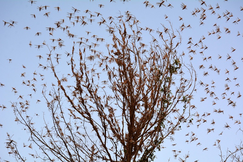 Locust Attack In India