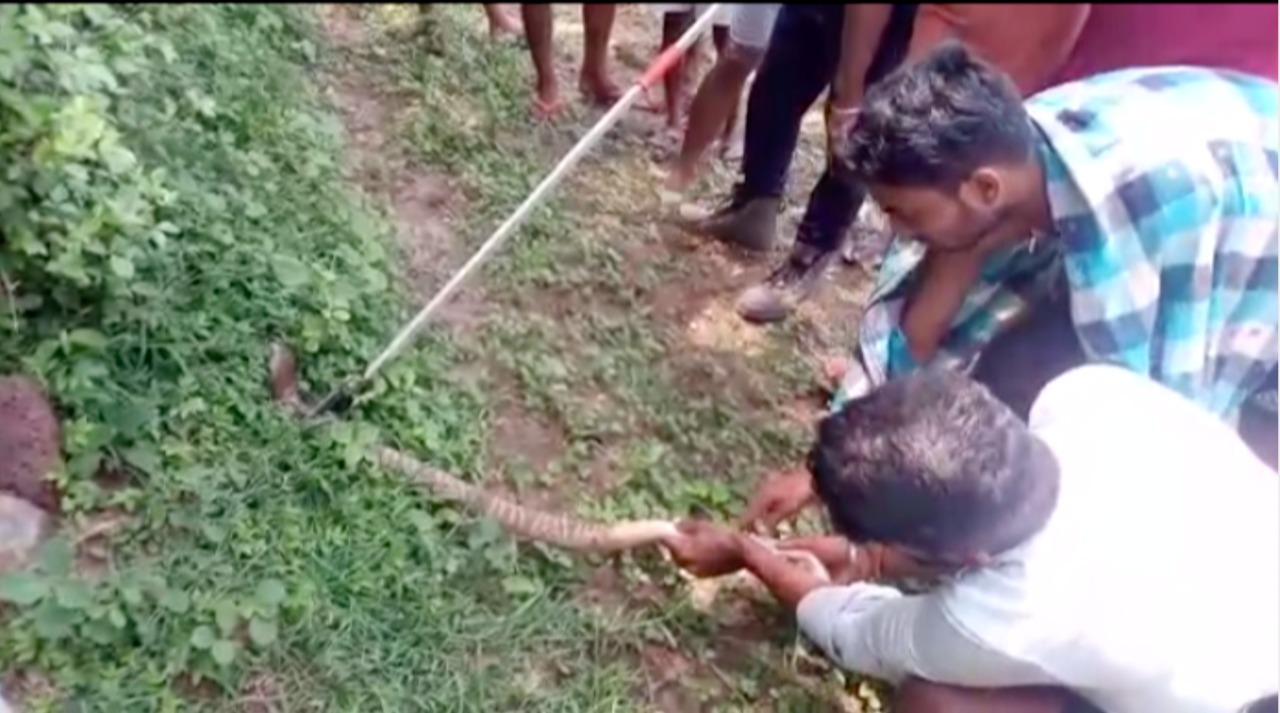 Rare snake rescued from Anandapur in Odisha