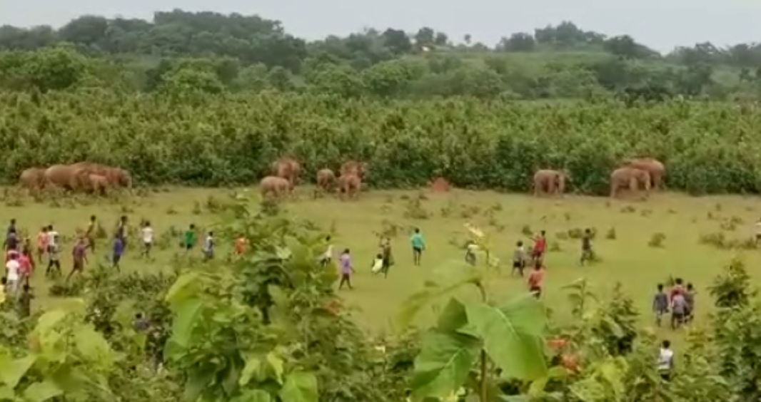 wild elephant herd wreak havoc in Mayurbhanj 