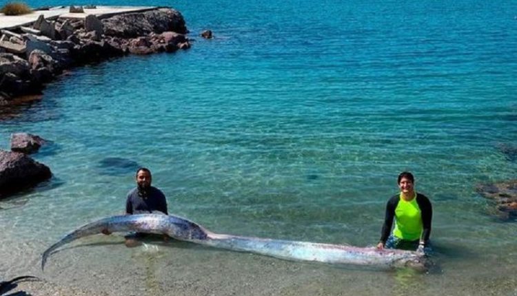 Watch viral video of massive 13-feet-long oarfish washed ashore Mexican beach