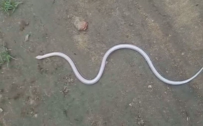 Rare snake rescued in Odisha’s Kendrapara