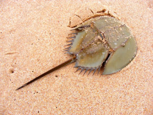 Horseshoe Crab's Blue blood is helping in development of COVID-19 Vaccine