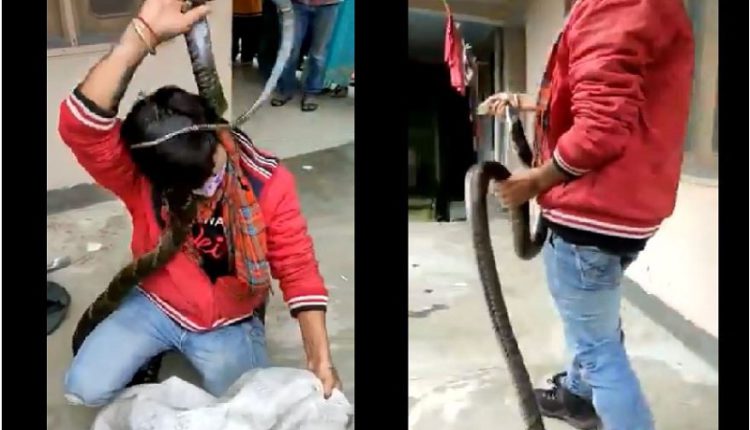 Huge King Cobra Rescued From A House