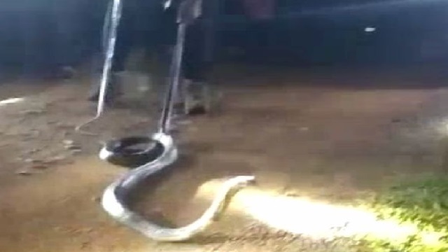 King Cobra Rescued in Dhenkanal 