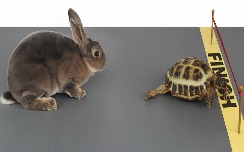 Childhood story race between turtle and rabbit proved to be true